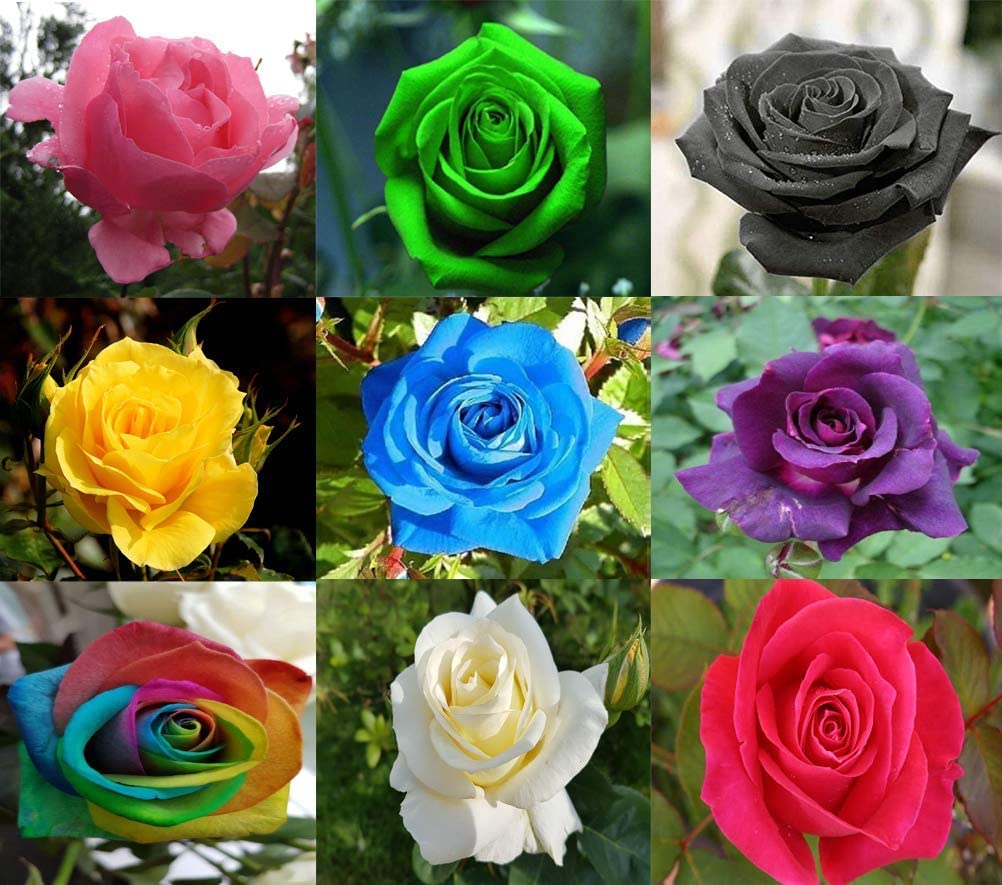 M-Tech Gardens Rare Rose Flower Seeds " Mixed " 20 Seeds for Growing (B09XJ8BQCN) Amazon Price History, Amazon Price Tracker