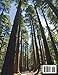 Redwood National and State Parks Travel Guide 2025–2026: Discover Towering Redwoods, Rugged Coasts, & Hidden Trails as You Journey Through America’s Tallest Trees & Scenic Shores