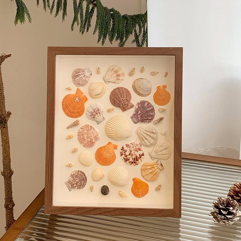 Conchiglie Naturali Miste 200g Per Decorazioni - 2-8 Cm Per Fai Da Te - Foto 6