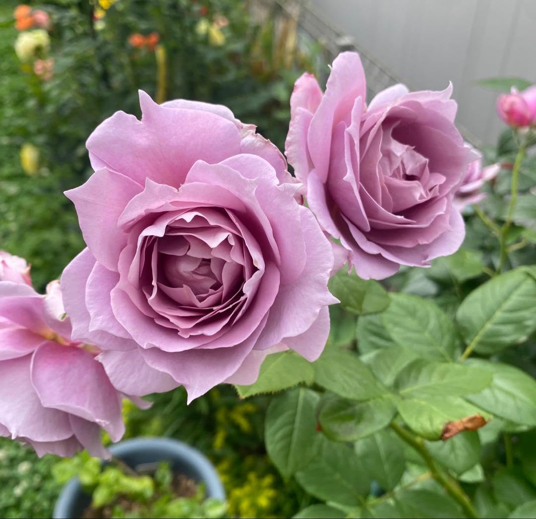Amazon.co.jp: バラ苗 薔薇苗 青バラ 藤色バラ 紫色バラ 挿木苗 : DIY