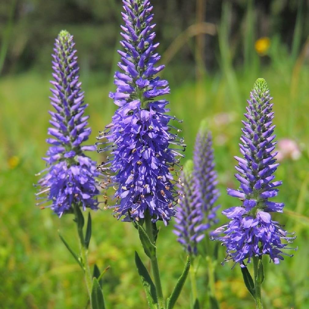 6 x Véronique en épis - Veronica Spicata - Godet 9x9 cm, Bleu Vif, Idéal pour Rocailles