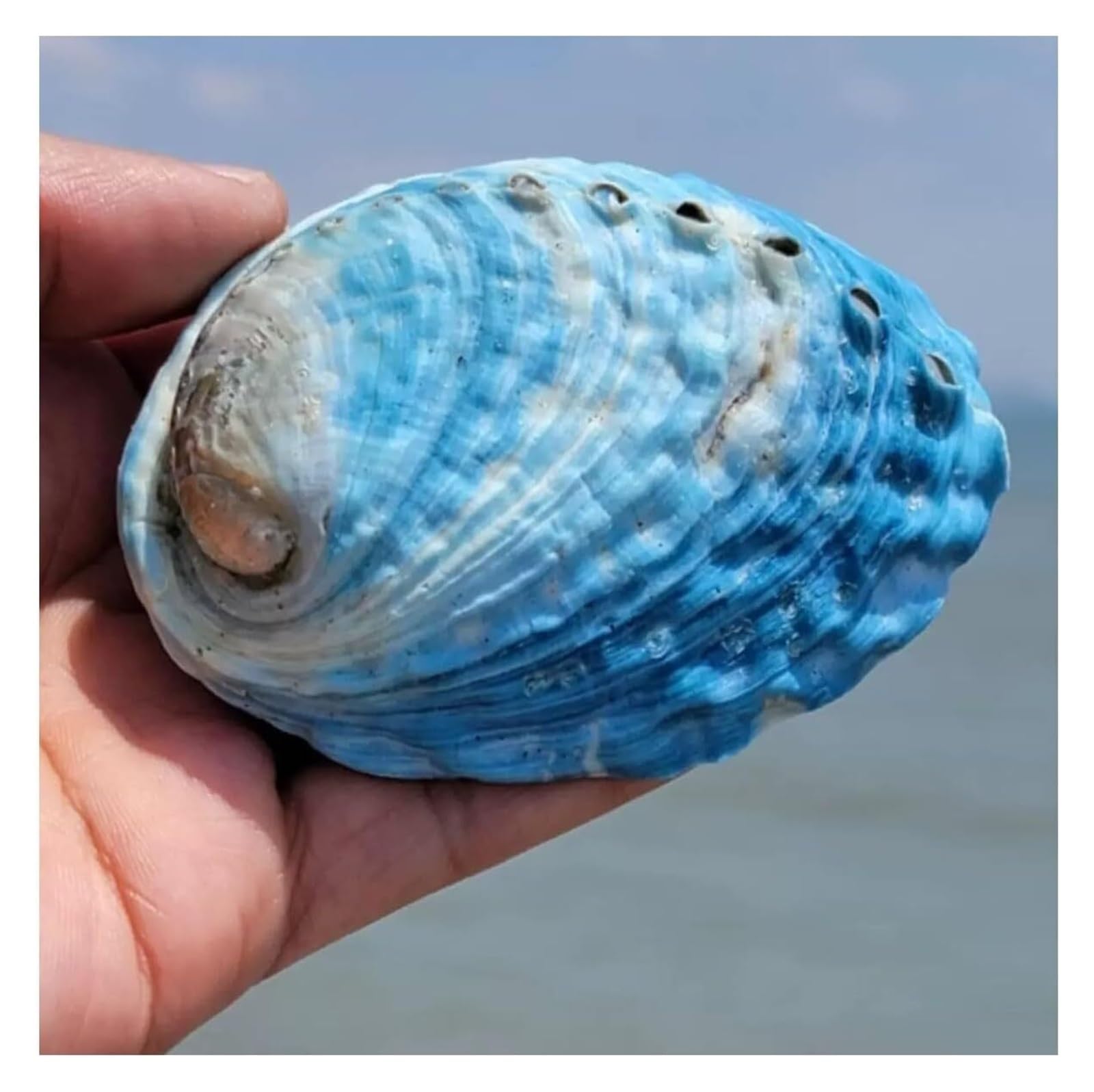 YKMYXZ shells， 9~10Cm Sky Blue Abalone Shell Or Wedding Beach Theme Party Decor Fish Tank Ornament DIY Craft Collector