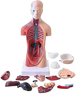 Educational Model Human Torso Model - 28Cm Half-Body Torso Model with Internal Organs - Medical Anatomical Torso Model with Detachable 18 Parts for Medical Educational Training Ai