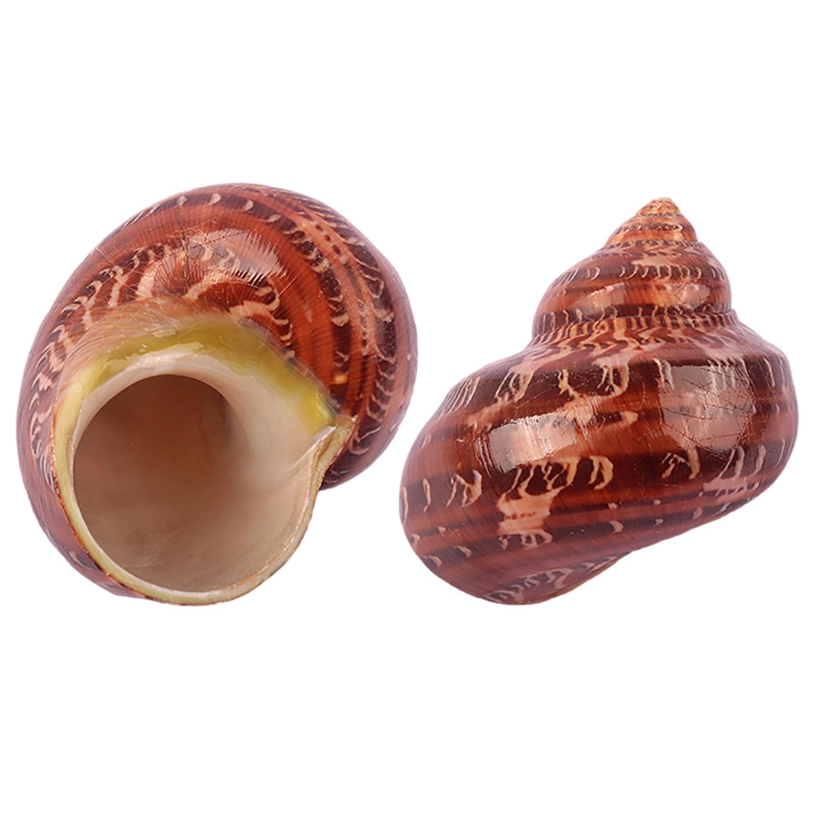 SBJKLYRN shell, Small to Medium Natural Conch Shell for Hermit Replacement Shells Fish Tank Decor(B)