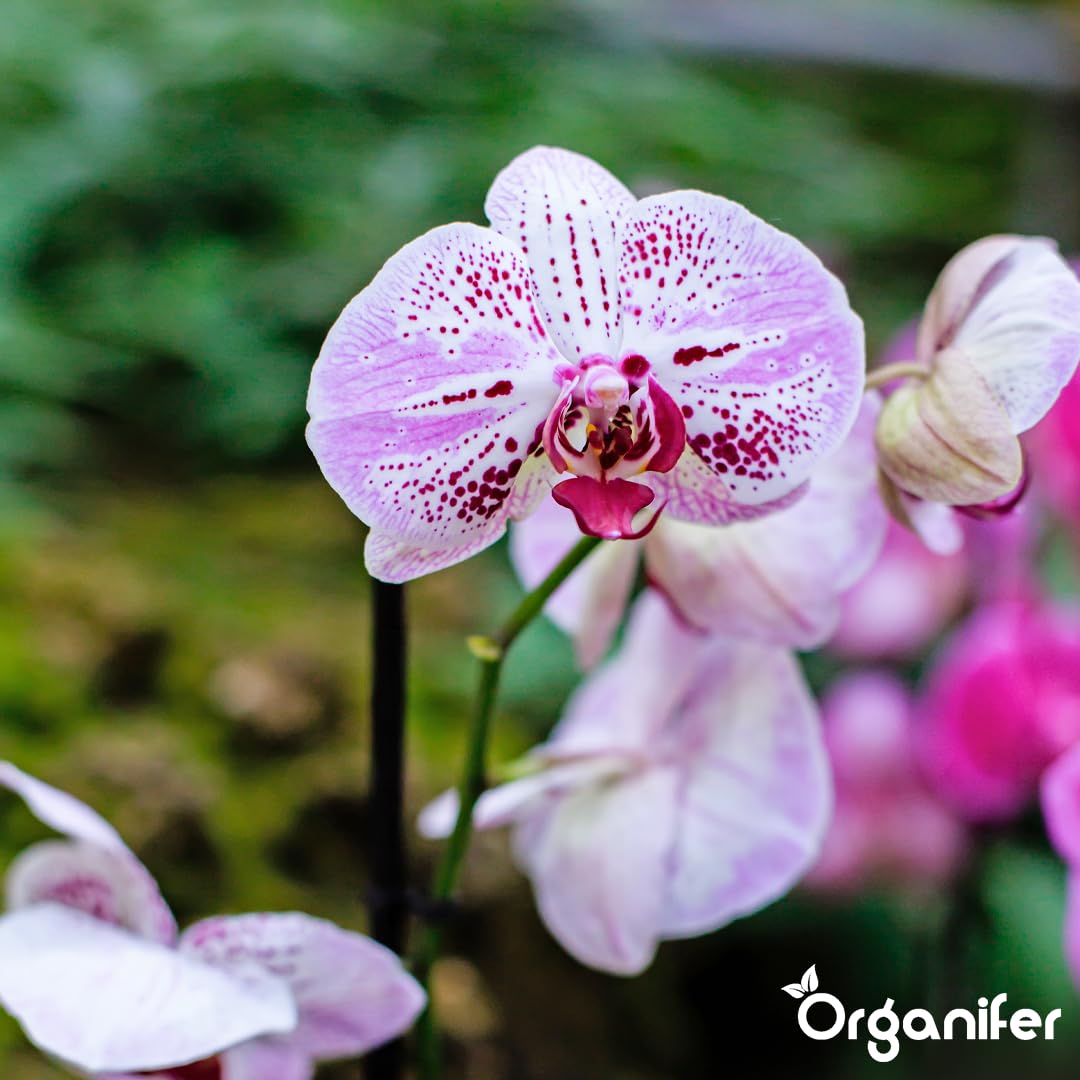 Phalaenopsis Nawóz Organiczny Do Kwiatów - 4x1L - NPK 3-4-3 | Zdrowe Liście - Silne Korzenie I Wysoka Plonność - Organifer