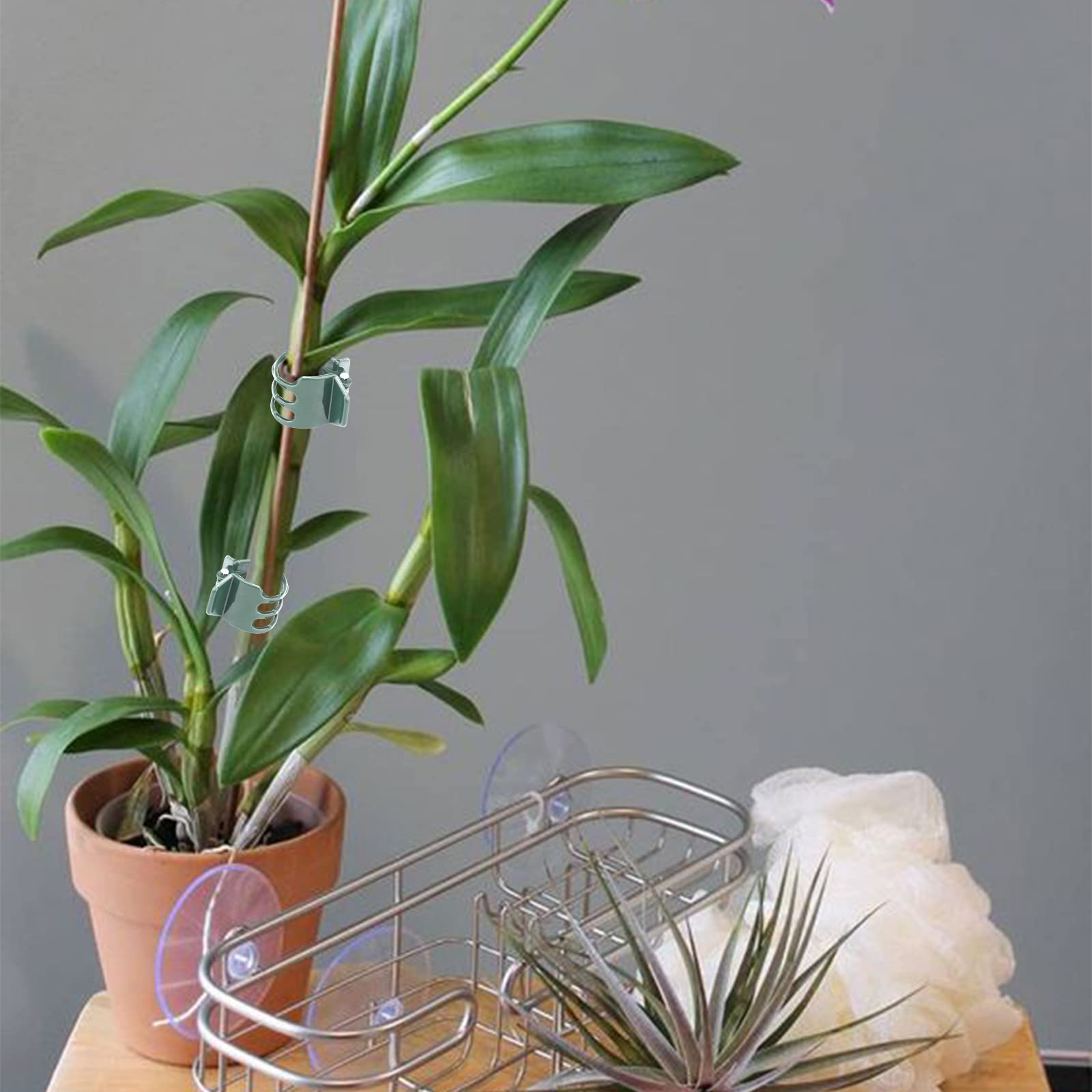 100 Clip Per Orchidee In Vimine - Supporto Piante Da Giardino Con Custodia (1,5 Cm) - Foto 4