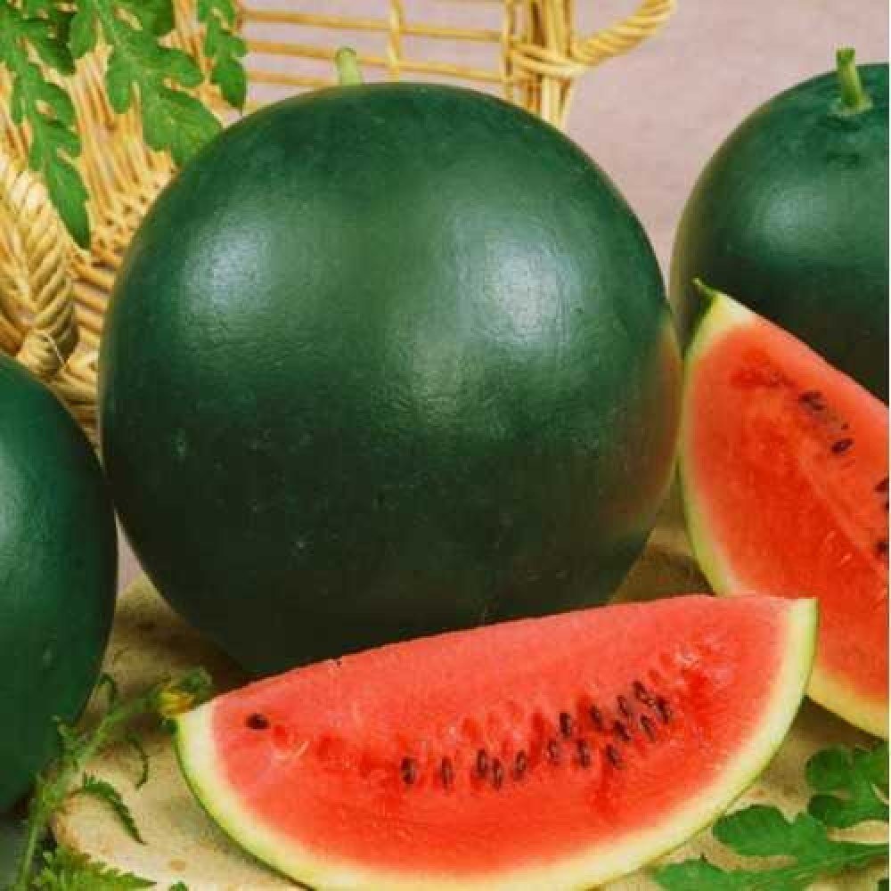 Nelesa Gardening Watermelon Sugar Baby Seeds 20 seeds (B01M11NKF1) Amazon Price History, Amazon Price Tracker