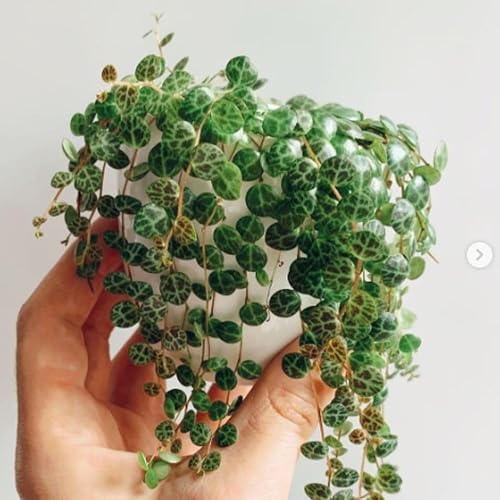 Miniatura 2 de String of Turtles - Planta viva de 3 pulgadas, suculenta arrastrada, planta colgante de cadena de tortugas, plantas de interior vivas completamente