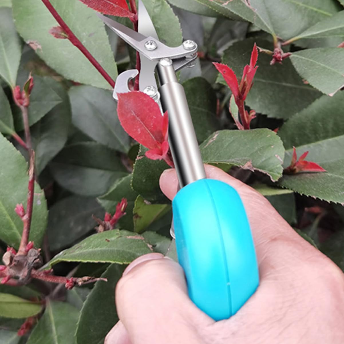 Kisangel 5 Stücke Gartenschere Obst Zweig Trimmer Gartenschere Für Pflanzen Beschneiden Garten Pruner Garten Werkzeug