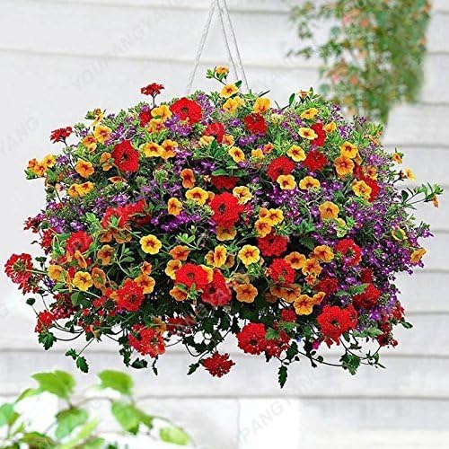 Amazon Co Jp スワンズグリーンブラック 100個 吊り下げペチュニア種子混合色ホームガーデンペチュニアフラワー美しいフラワーシード盆栽植物あなたの家を飾る黒 Diy 工具 ガーデン