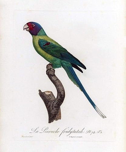 Posterazzi PDXJB74LARGE La Perruche, Fridytutah - Impresión fotográfica (9.4 x 14.2 in), multicolor