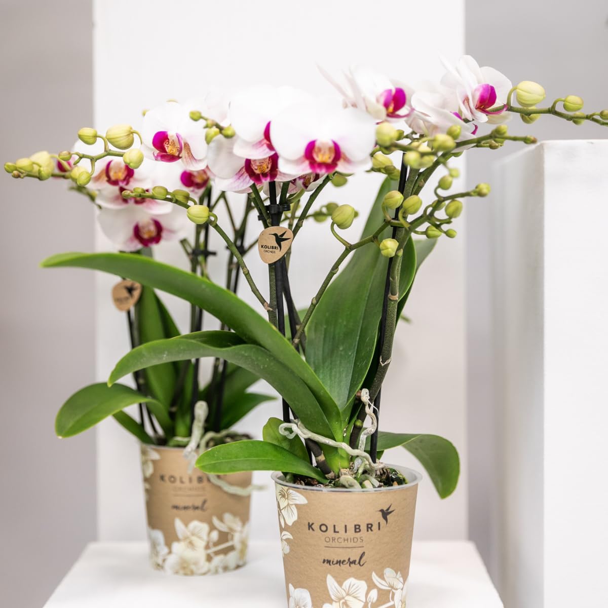 Kolibri Orchids | Weiße Phalaenopsis-Orchidee - Mineral Gibraltar - Topfgröße Ø9cm | blühende Zimmerpflanze - frisch vom Züchter