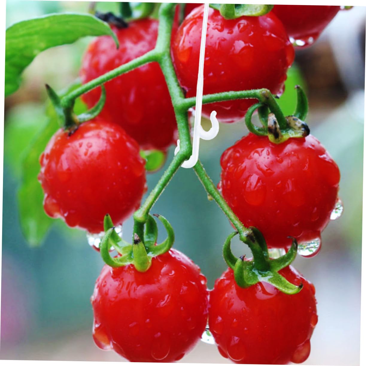 UPKOCH 850 pièces Crochets de Suspension pour Plantes Support de Culture pour Tomates et Légumes Crochets de Maintien Résistants Accessoires de Jardinage pour et Potagers Blanc Environ