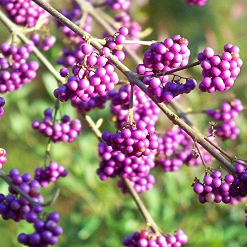 Callicarpa Bodinieri Profusion - 1 Plant - Live Outdoor Shrub in 9cm Pot