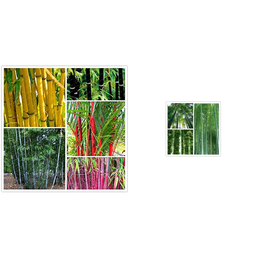 See full amazon price history chart for Creative Farmer Bamboo Combo Pack - All In One Pack Bamboo Seeds Garden Pack & Bamboo Seeds For Farming Bamboo Seeds Garden Pack Combo Creative Farmer Bamboo Combo Pack - All In One Pack Bamboo Seeds Garden Pack & Bamboo Seeds For Farming Bamboo Seeds Garden Pack Combo (B087CNJKD3) Amazon Price History, Amazon Price Tracker