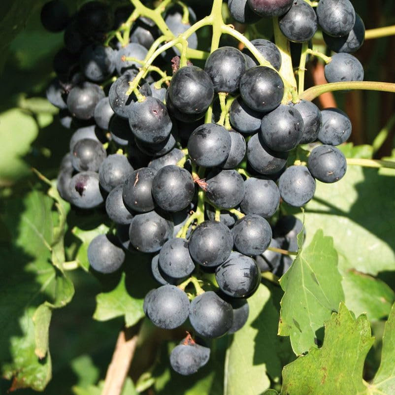 Tafeltraube 'New York Muskat®' blaue Traubenrebe für den Garten 1