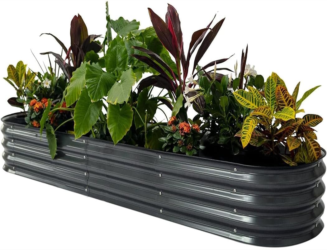 鉢ごとパキポディウム カクチベス 現地球 発根済株プレステラ150