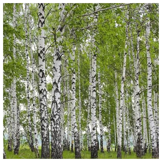 100 Pc Semillas De Abedul Blanco, Abedul, Invernadero Interior, Semillas De Árboles, Árboles Resistentes Al Jardín. Abedules - Betula Platyphylla - Regalo De Jardín, Cama Elevada De