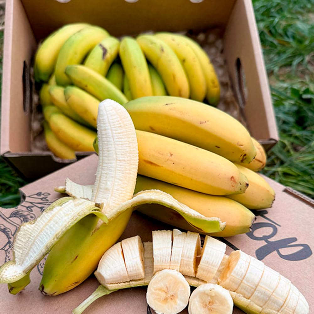 Caja de Plátanos de Canarias | Fruta Tropical Directa del Agricultor, Cultivado en España, Recién Recolectado, Dulce, Natural y Sin Químicos (2 Kg)