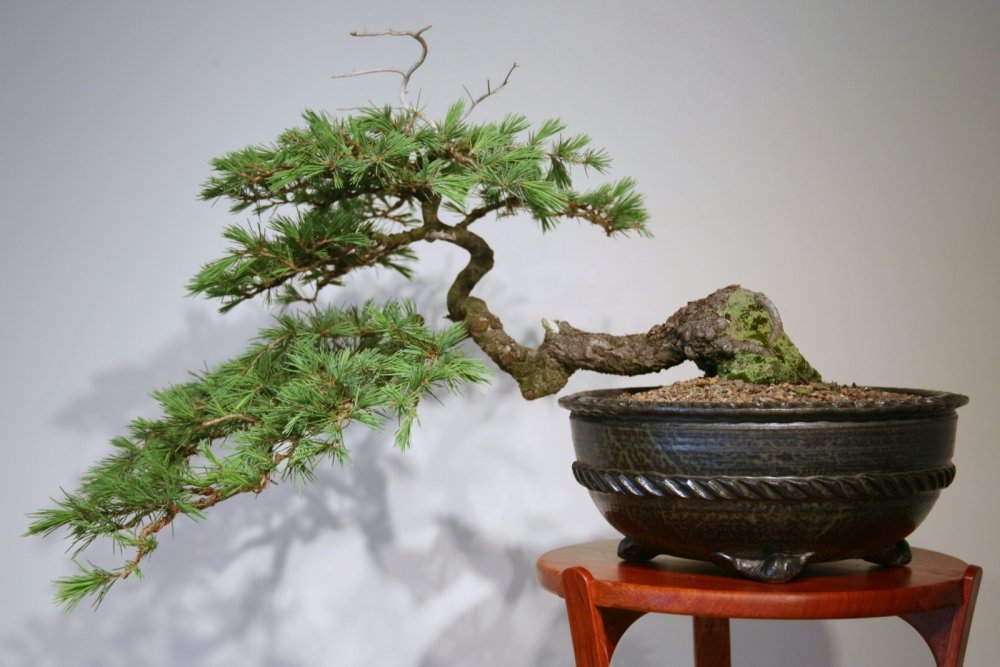 SAFLAX - Bonsai - Himalaya Zeder - 35 Samen - Mit keimfreiem  Anzuchtsubstrat - Cedrus deodara : Amazon.de: Garten