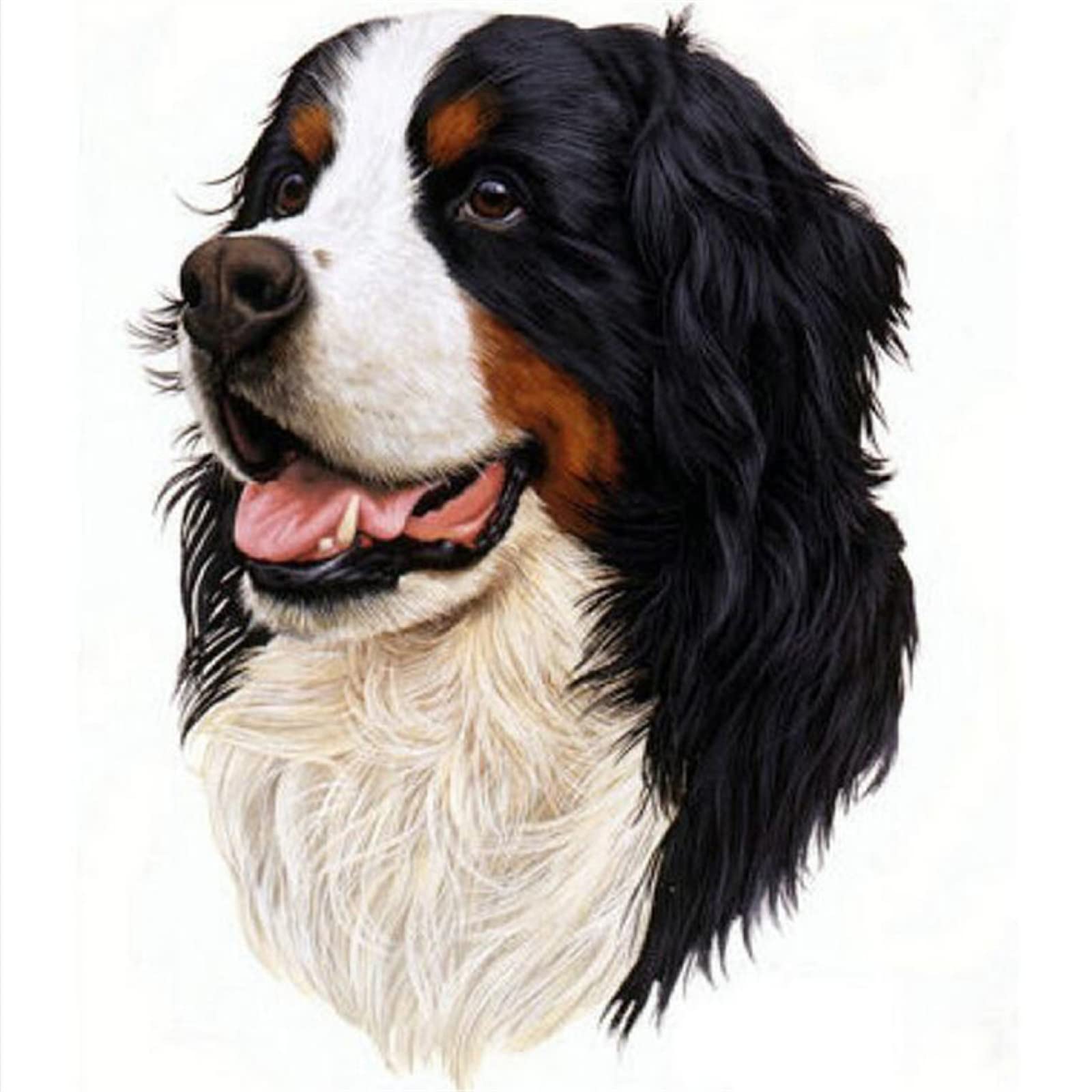 5D Diamant Malerei Berner Sennenhund - DIY Diamantbild Set 30x40cm Für Erwachsene