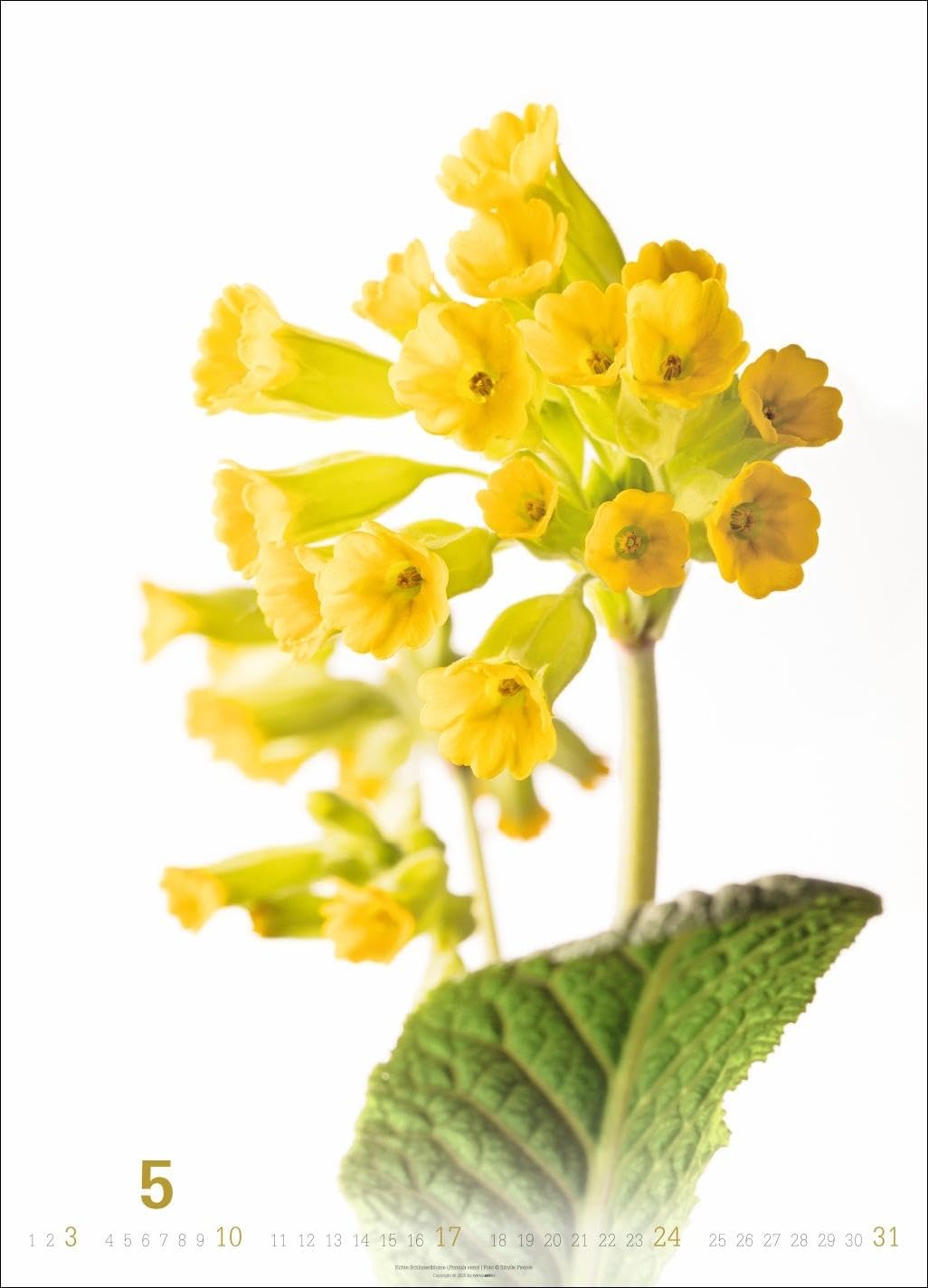 Blütenbilder Kalender 2026: Großer Jahres-Wandkalender mit stilvollen Fotos prachtvoller Blüten. Blumen-Kalender für die Wand. 49 x 68 cm. Hochformat