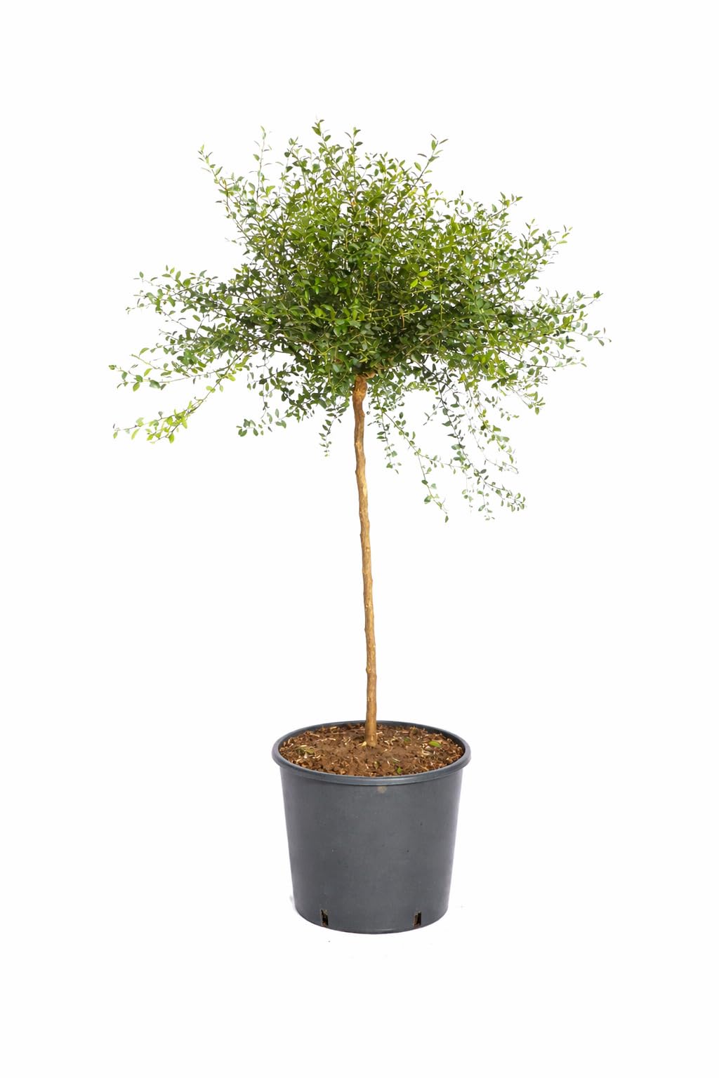 Australische Fingerlimette ca. 120 cm – Kaviar Limette (Caviar-Limette) – Microcitrus australasica – Exotische Zitrusfrucht mit intensiven Aromen – Ideal für Cocktails, Saucen & Dekoration