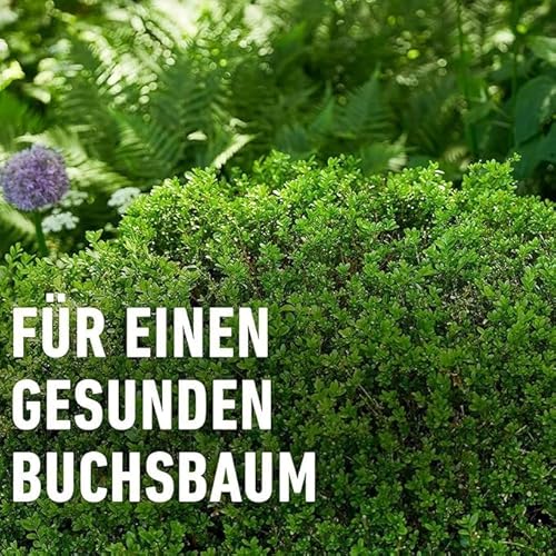 COMPO Buchsbaumzünsler K.O. - Spritzmittel - schnelle Hilfe bei Schädlingen an Buchsbäumen - Konzentrat mit Dosierbecher - für gesunde Pflanzen - 50 ml