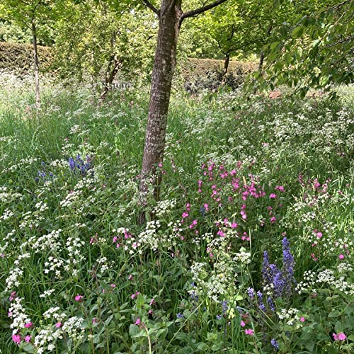 Landlife Wildflowers Woodland & Heavy Shade Wild Flowers Seeds UK LW8P (10g) - Mix of 24x British Native Wild Flowers & Grass, Wildlife Friendly Perennial Plants Ideal for Low Nutrient Soil