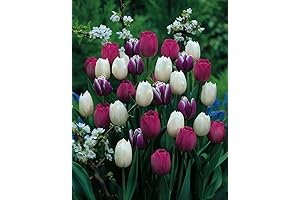 Purple Rain Mix Tulips Offer a Stunning Spring Symphony