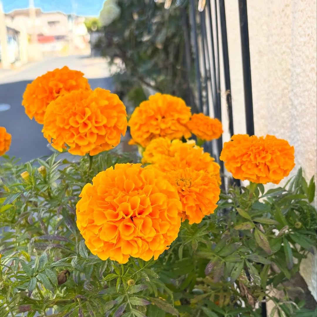 Amazon.com : 2 Marigold Plants, Orange Marigold Live Plants, Live