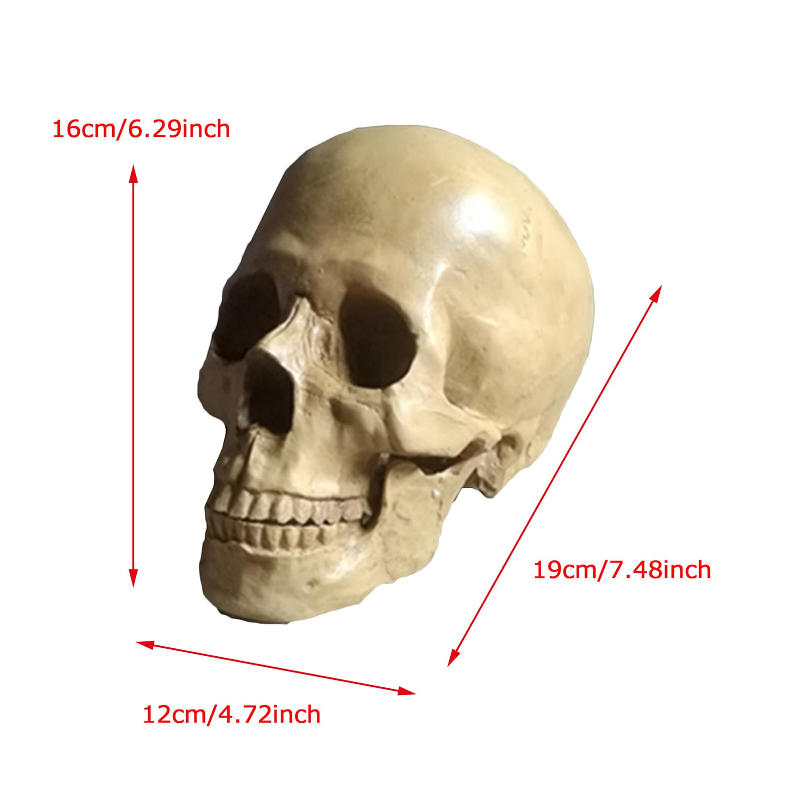 LKYLVEE Anatomisches Schdelstrukturmodell fr Kunstskizze - Knstlicher  Schdel Replik Harz Handwerk - Lebensgroes menschliches Schdelmodell zum  ...