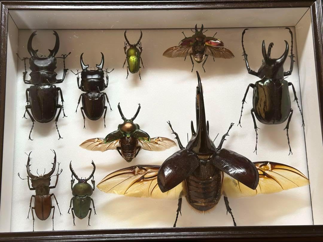 トルンカートゥスホソアカクワガタ 標本 超特大 超貴重】トゥルンカー