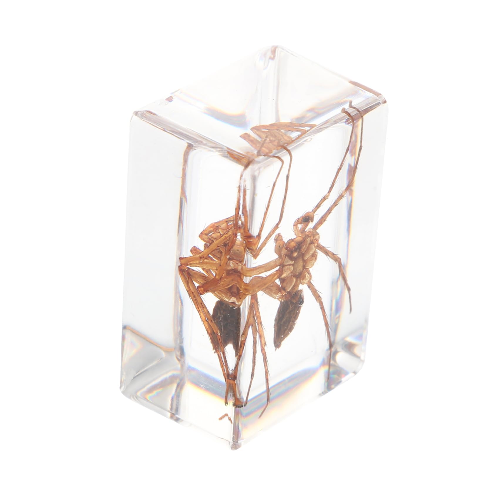 PartyKindom Education Resin Specimen Tarantula Spider Specimens Bulk for Office Decorations