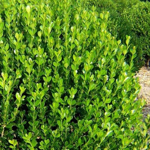 Winter Green Korean Boxwood - 10 Live Plants - Buxus Microphylla - Fast Growing Cold Hardy Formal Evergreen Shrub #TOP5