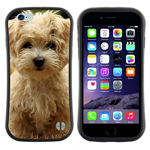 Black-Dwarf (Cane Seta Havanese) Defender Series