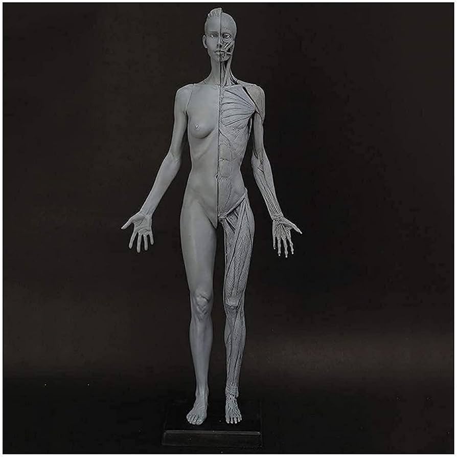 ANATOMY - FEMALE 解剖学模型 Product_Complete_Anatomy_-