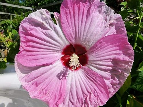 Miniatura 2 de 25 Semillas Mixtas Luna Hibiscus Moscheutos Resistente Rojo Caliente Rosa Remolino Flor Blanca #LKY
