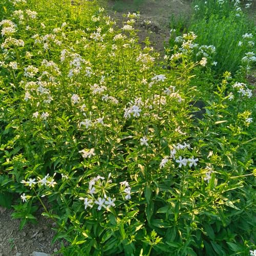 semi di saponaria, da giardino resistenti Saponaria officinalis, semi di campo resistenti all'esterno semi di orto 120pcs