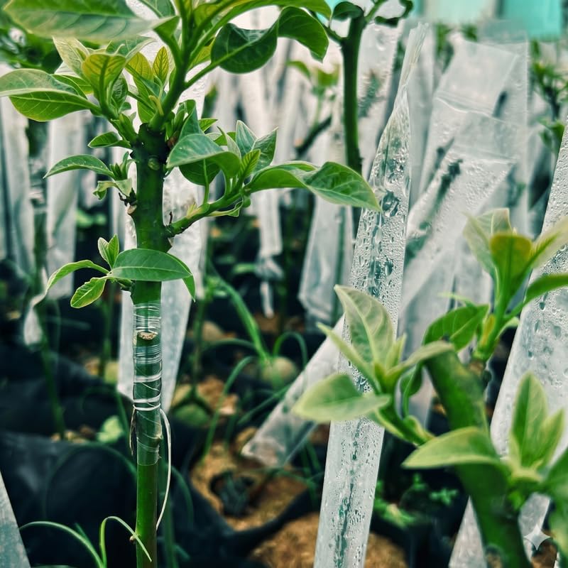 FarmCare Plant Grafting Cover Pack of 50 | 2x10 Inch Transparent Wrap | Garden & Nursery Grafting Bag for Mango, Guava, Citrus & Fruit Tree and Plant Saplings-image-25