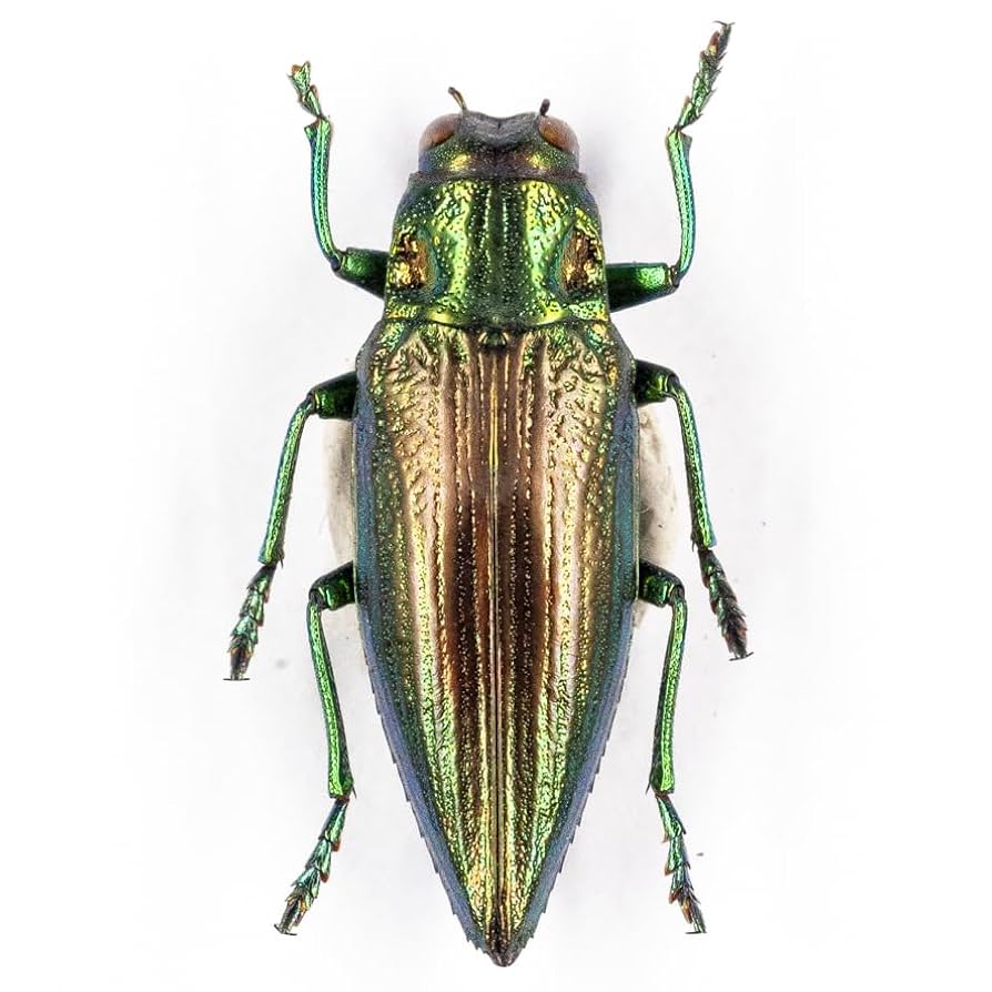 Amazon.co.jp: C. radians 18B ムネスジタマムシ標本 ブル島