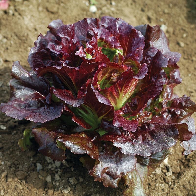Davids Garden Seeds Lechuga Verano Crujiente Cherokee 2741 Rojo 200 Semillas Polinizadas Abiertas