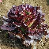 David's Garden Seeds Lettuce Summer Crisp Cherokee 50 Non-GMO, Open Pollinated Seeds