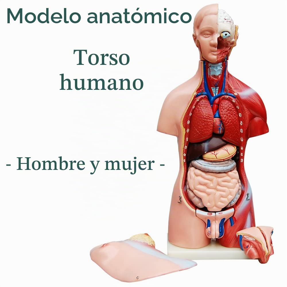 Modelo De Anatomía Cuerpo de Anatomía Torso Muñeca con Órganos 45 cm Cuerpo humano Hombres y Mujeres medmod