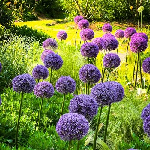 I bulbi di Allium sono perenni resistenti, giganteum da giardino roccioso per interni all'aglio ornamentali 12pcs