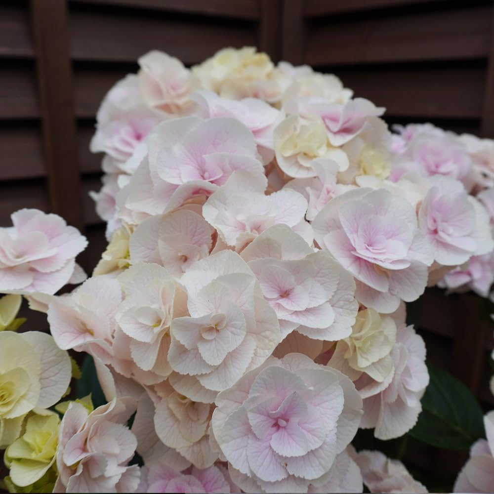 ☆hydrangea☆さま 専用です iw-zxl6012_3.jpg