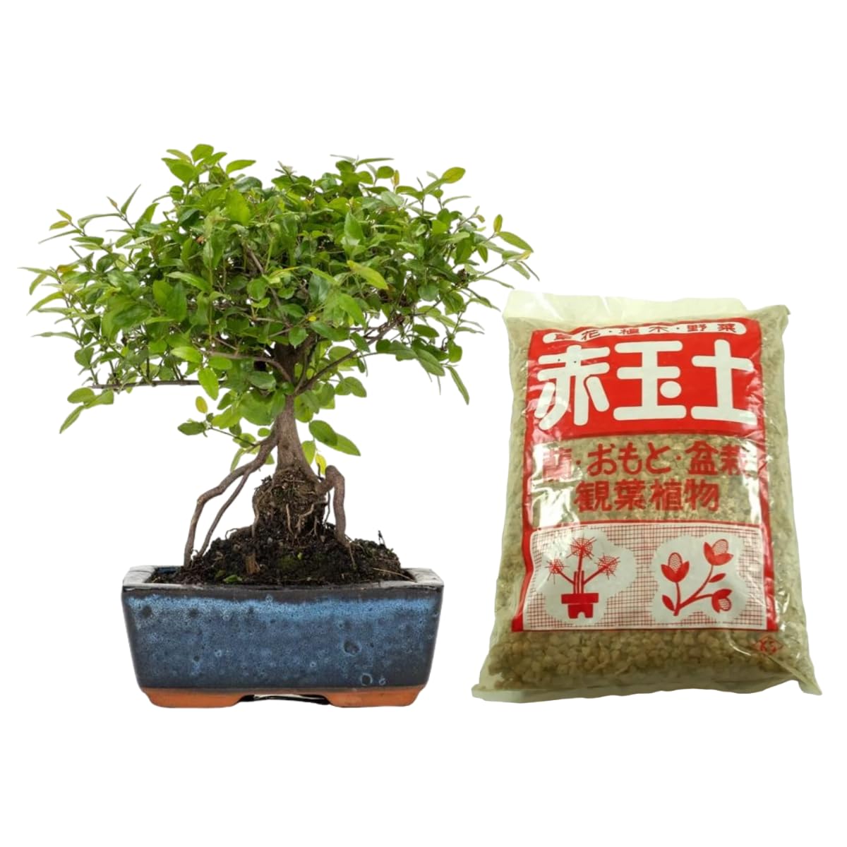 Verdecora Bonsái Sageretia 5 años | En Maceta de cerámica 15x10x5cm + Akadama 2L | Sageretia theezans | Planta Natural de Interior | Follaje Compacto y Elegante | Ideal para Decoración Zen y Regalo