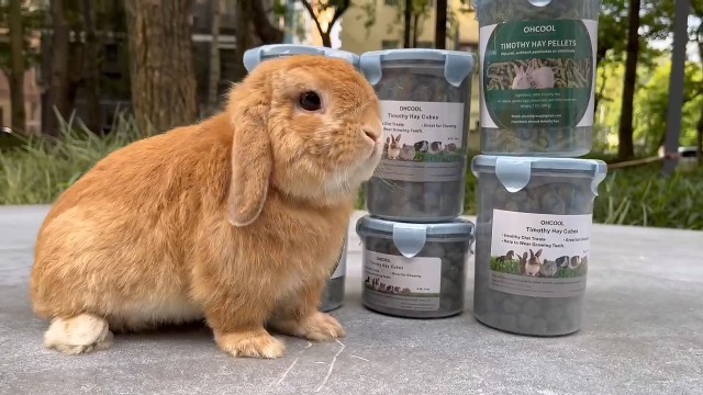 Ohcool Timothy Hay Cubes 6oz -100% Natural Timothy Hay Made for Rabbits Sulcata Tortoise Guinea Pig, 6 oz - image 8