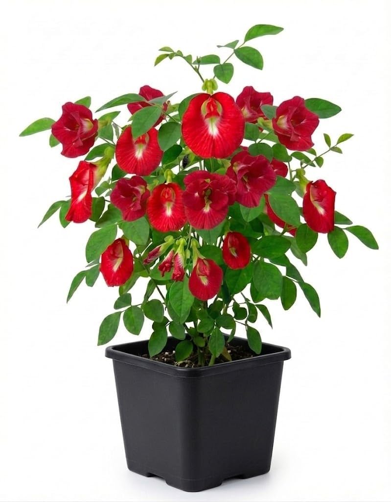 Rare Red Aparajita Live Plant with Pot | Red Butterfly Pea Medicinal Climber for Garden-image-14