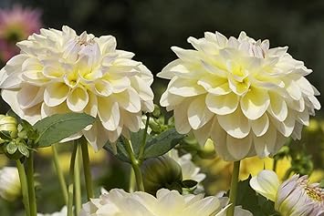 Amazon Co Jp 特大 ポスター ダリアの花白いクローズアップ 壁紙ウォールステッカーポスター 594x4mm Diy 工具 ガーデン Amazon Co Jp 特大 ポスター ダリアの花白いクローズアップ 壁紙ウォールステッカーポスター 594x4mm Diy 工具 ガーデン